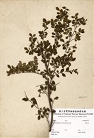 藏品(假柃木)的圖片